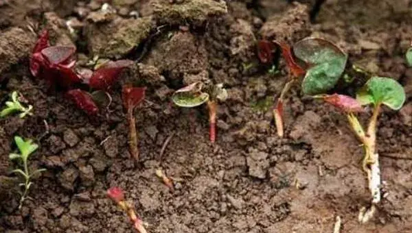 鱼腥草种植方法 鱼腥草怎么种