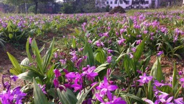 白芨种植条件 白芨种植有补助吗 种植白芨有哪些风险