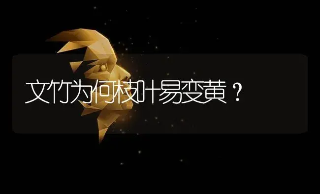 文竹为何枝叶易变黄？ | 植物科普
