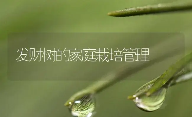 发财树的家庭栽培管理 | 植物知识