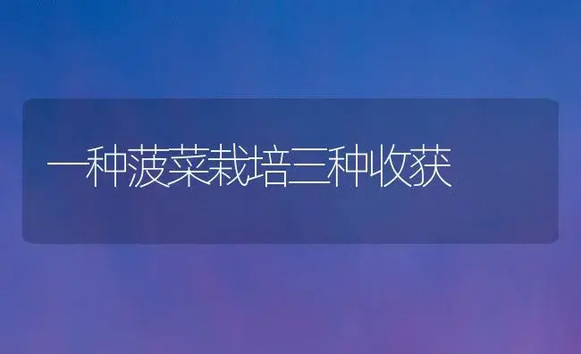 一种菠菜栽培三种收获 | 植物科普