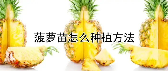 菠萝苗怎么种植方法