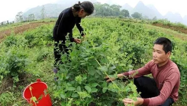 金银花怎么种植 金银花种植技术