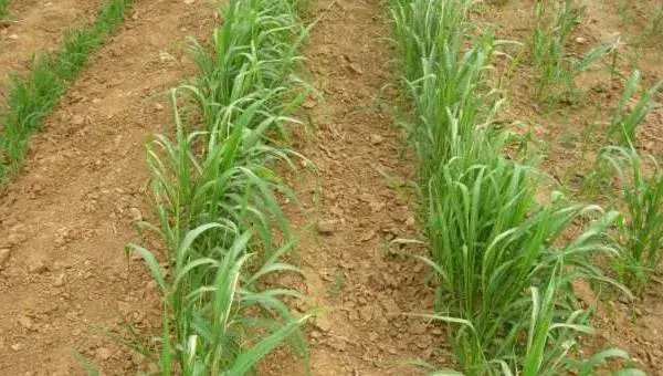 谷子种植时间，春谷4月夏谷6月