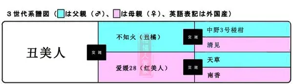 丑美人柑橘品种简介（2021年柑橘新品种）