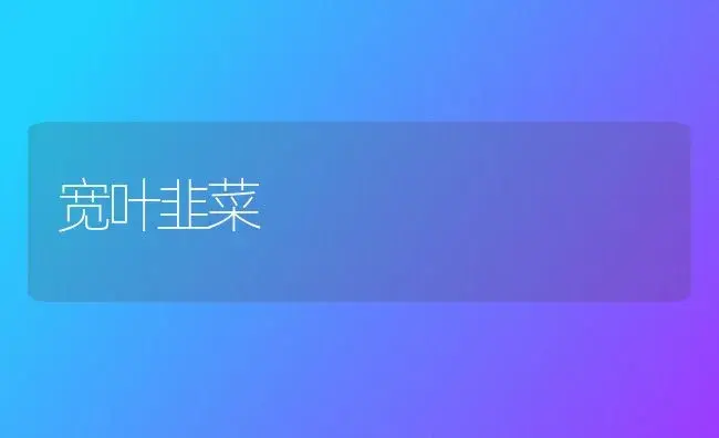 宽叶韭菜 | 植物科普