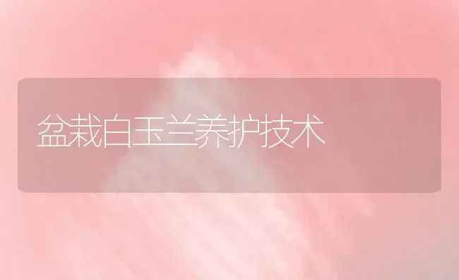 盆栽白玉兰养护技术 | 植物知识