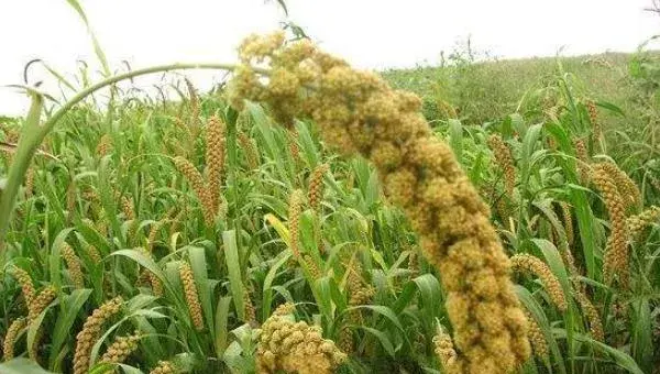 谷子种植时间，春谷4月夏谷6月