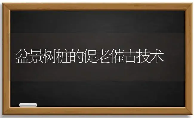 盆景树桩的促老催古技术 | 植物科普