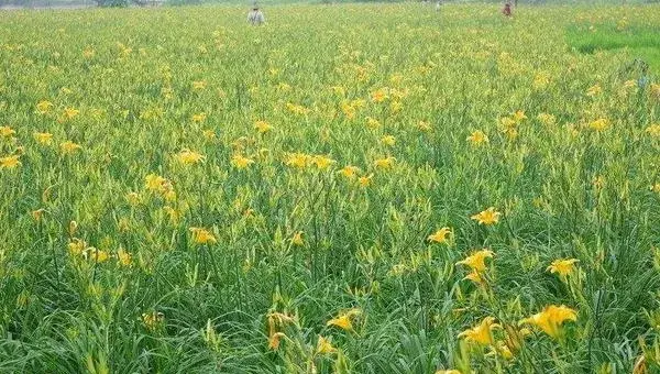 黄花菜采摘后怎么管理 黄花菜下雨天怎么处理