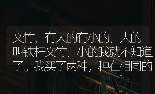 文竹，有大的有小的，大的叫铁杆文竹，小的我就不知道了。我买了两种，种在相同的花盆里。结果，本对大的？ | 植物问答