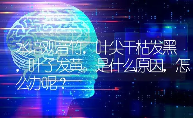 水培观音竹，叶尖干枯发黑，叶子发黄。是什么原因，怎么办呢？ | 植物问答