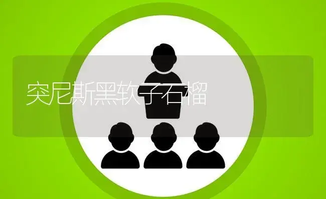 突尼斯黑软子石榴 | 植物百科