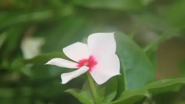 长春花怎么养 长春花的养殖方法与注意事项