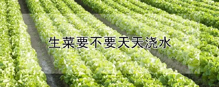 生菜要不要天天浇水