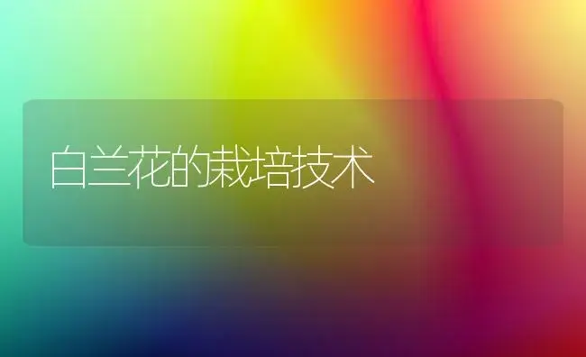 白兰花的栽培技术 | 植物科普