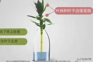 水培观音竹叶子发黄怎么办？