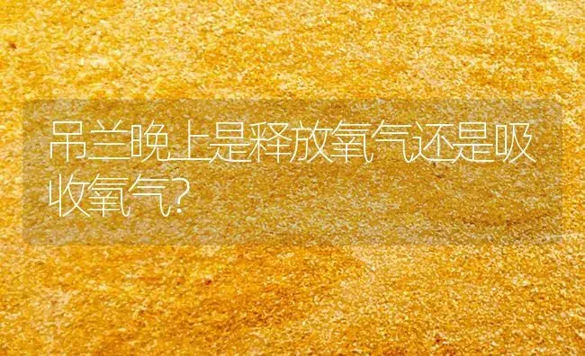 吊兰晚上是释放氧气还是吸收氧气？ | 植物问答