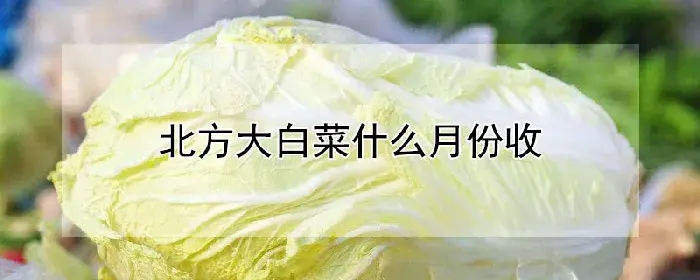 北方大白菜什么月份收