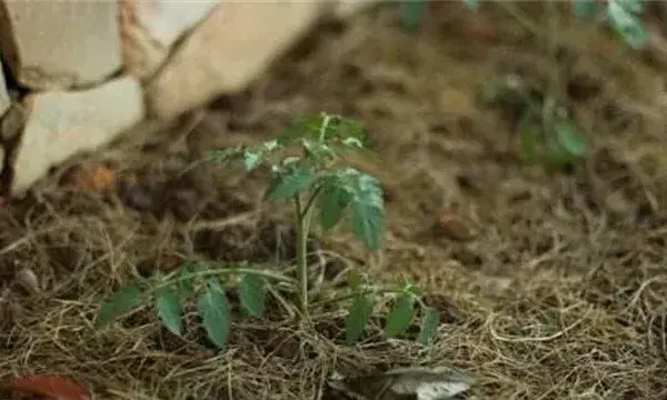 番茄定植后的管理技术介绍