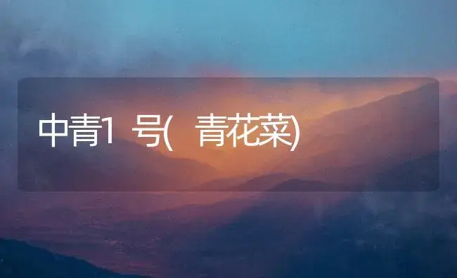 中青1号(青花菜) | 植物百科