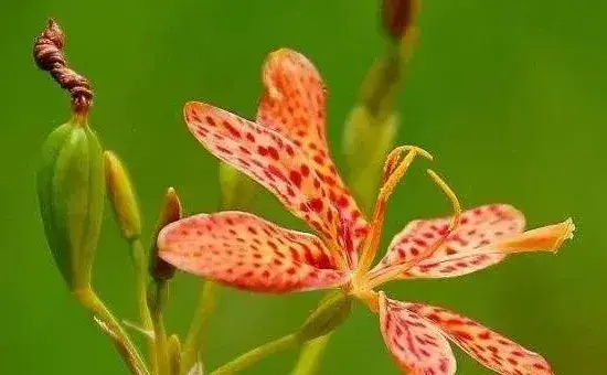 射干种植技术与栽培管理，山坡旱地均可以种