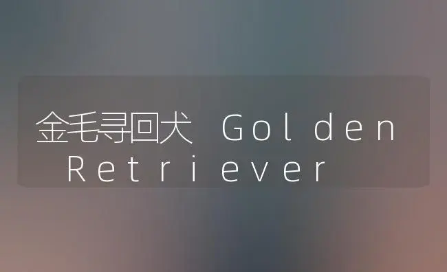 金毛寻回犬 Golden Retriever | 植物科普