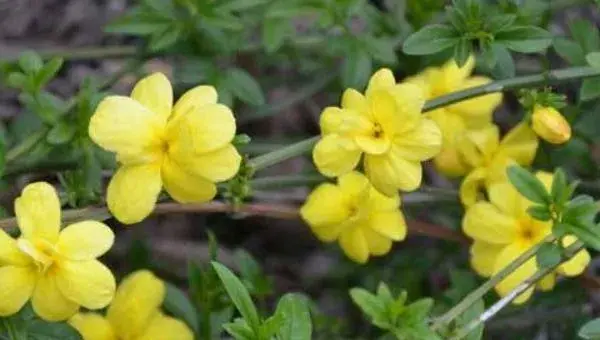 迎春花修剪方法 迎春花扦插繁殖方法