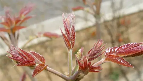 香椿怎么种植