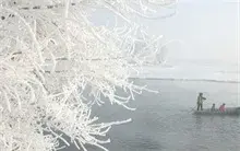 一百年雪松树上长出杨梅树