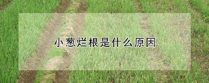 小葱烂根是什么原因