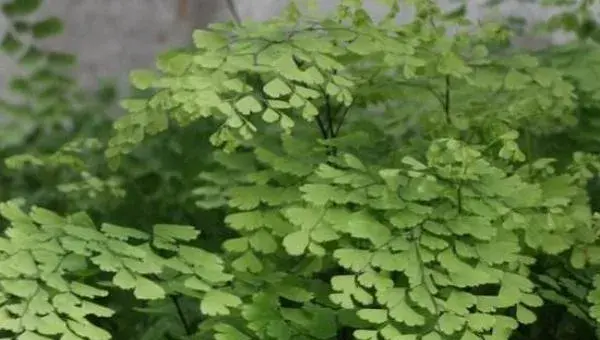 铁线蕨水培养殖方法 铁线蕨的繁殖方法
