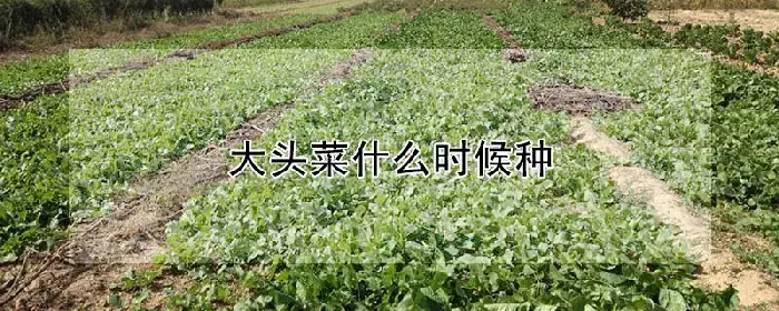 大头菜什么时候种