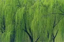 打造“柳树之乡” 建设生态济阳