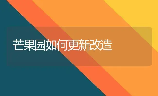 芒果园如何更新改造 | 植物科普