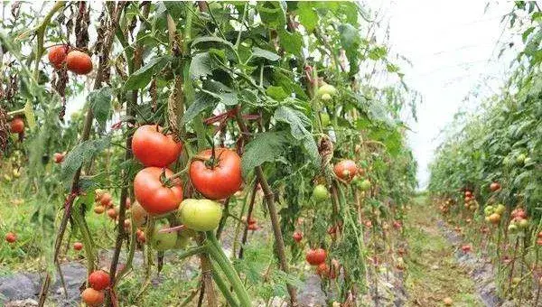 西红柿种植时间和栽培技术介绍