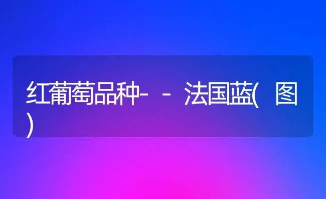 红葡萄品种--法国蓝(图) | 植物百科