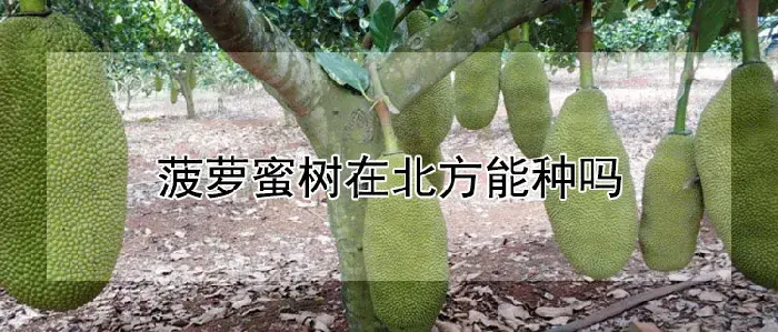 菠萝蜜树在北方能种吗