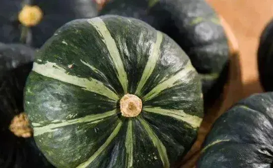 板栗南瓜种植方法
