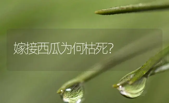 嫁接西瓜为何枯死？ | 植物百科