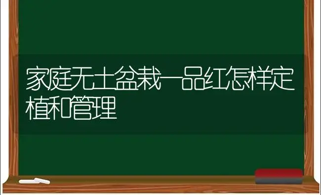 家庭无土盆栽一品红怎样定植和管理 | 植物科普