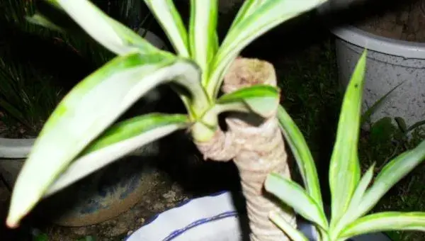荷兰铁怎么浇水（多久浇一次） 荷兰铁的繁殖方法