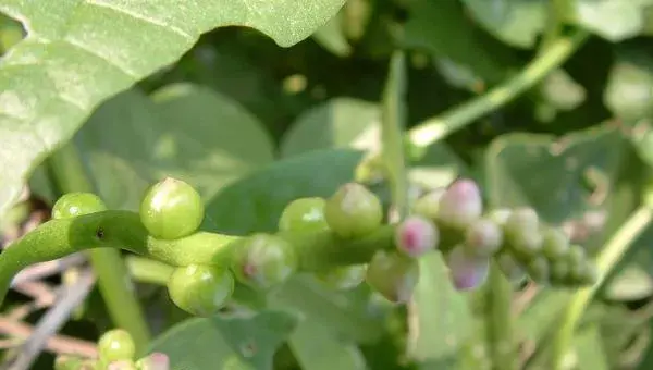 木耳菜的种植方法