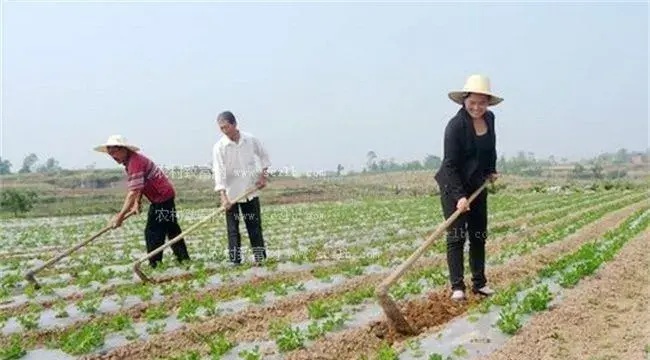 黑花生栽培技巧及注意事项