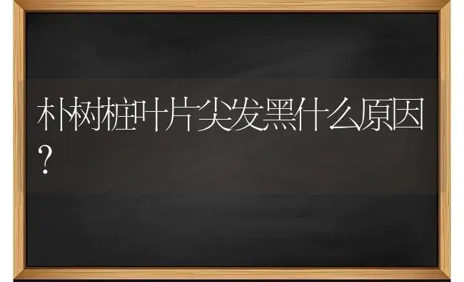 朴树桩叶片尖发黑什么原因？ | 植物问答