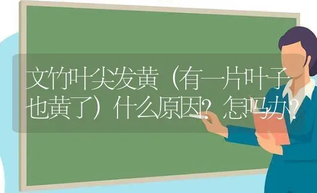 凤尾竹的最佳生长期？ | 植物问答