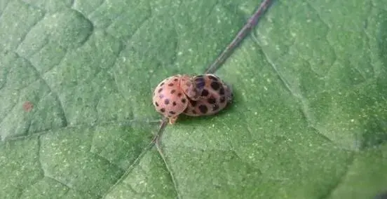 茄二十八星瓢虫的识别与防治技巧