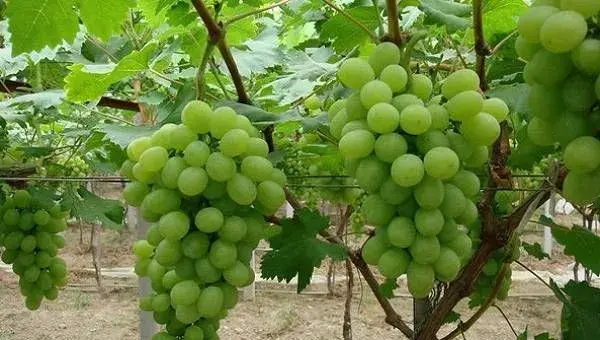 葡萄落花落果的原因及其解决办法