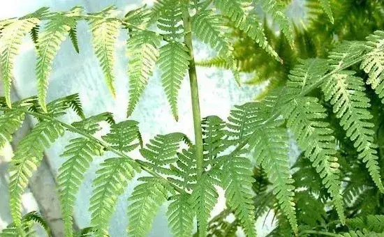 骨碎补种植方法，常浇水保持湿度