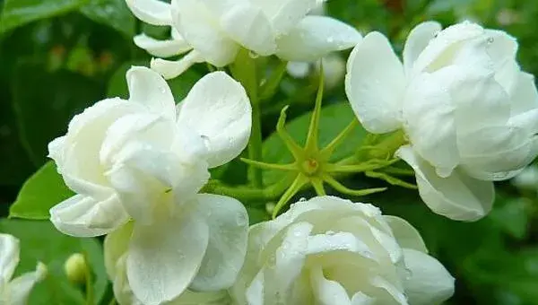 养茉莉花用什么土好 茉莉花开花后怎么办